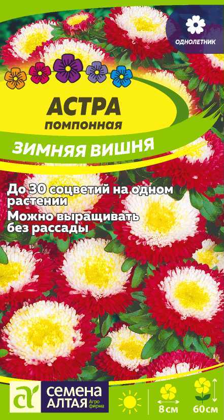 Цветы Астра Зимняя Вишня помпонная/Сем Алт/цп 0,2 гр.