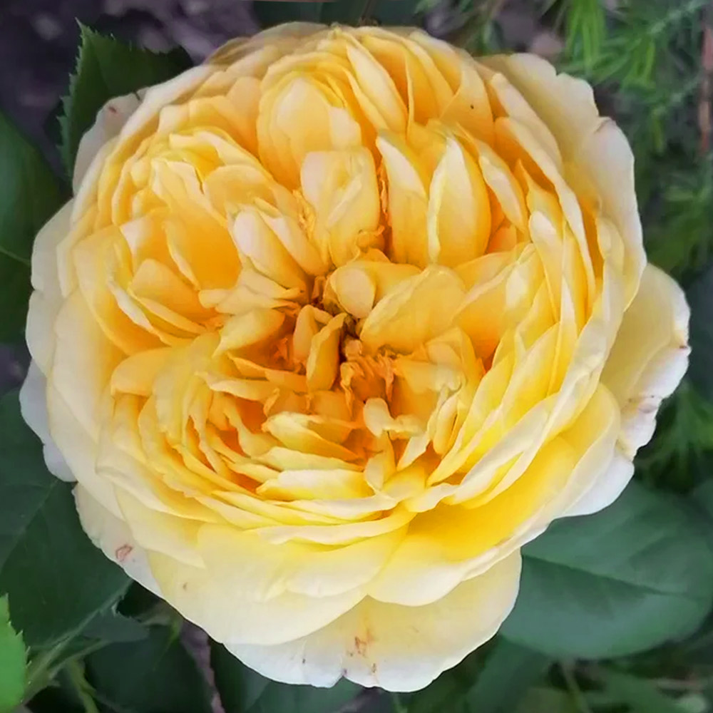 Роза Голден Селебрейшн/Сем Алт/1шт. в коробке Роза Голден Селебрейшн/Сем Алт/1шт. в коробке